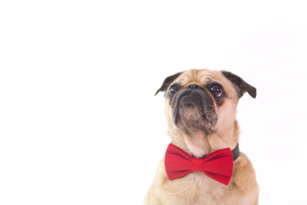 No Pull Dog Harness