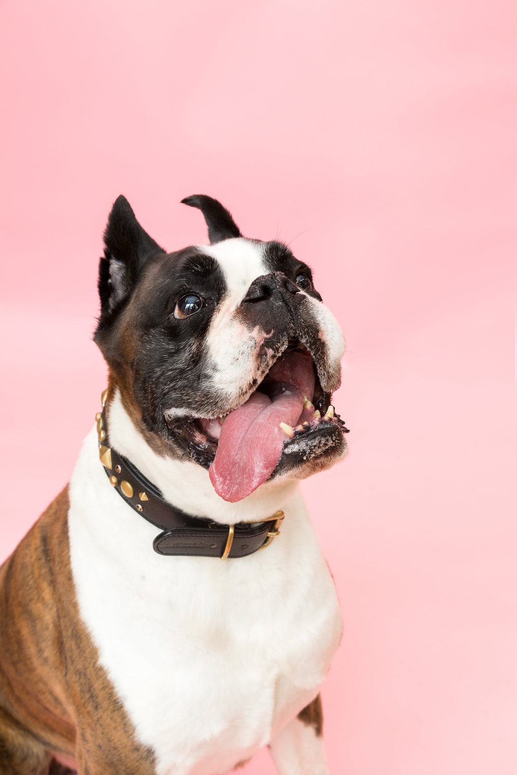 No Pull Dog Harness