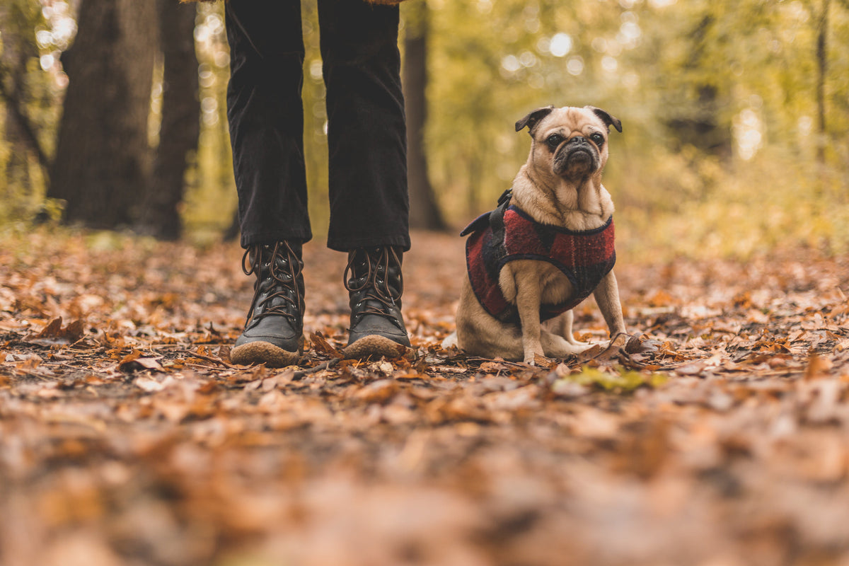 No Pull Dog Harness